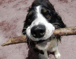 dogwithstick