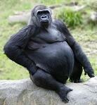 work life balance for physicians 800 pound gorilla medical career