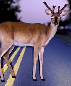 physician-burnout-wellness-program-frozen-with-fear-deer-in-the-headlights
