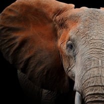 physician-burnout-elephant-in-the-room