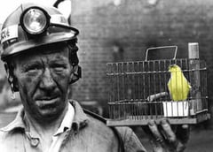 doctors-are-canary-in-the-coal-mine-of-medicine-1.jpg
