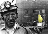 physician-burnout-solution-strategy-doctors-are-canary-in-the-coal-mine-of-medicine-2-quadruple-aim
