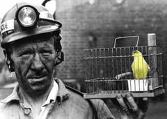 doctors-are-canary-in-the-coal-mine-of-medicine-physician-resilience